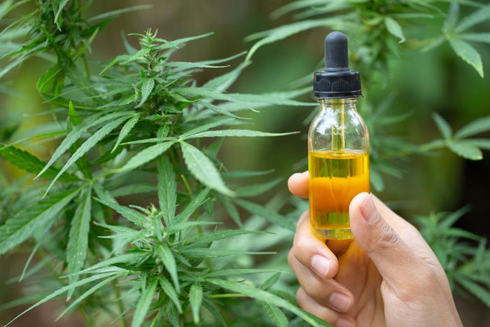 Canbbias Oil- Simple Product